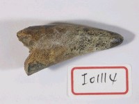 藏品(鱷魚牙化石)的圖片